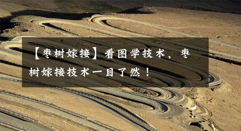 【枣树嫁接】看图学技术，枣树嫁接技术一目了然！