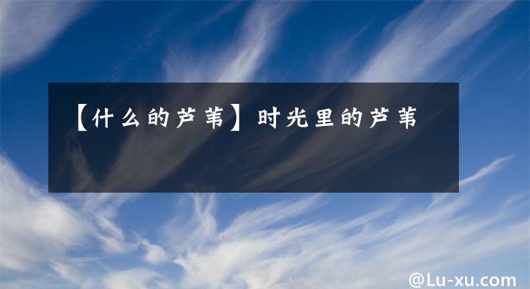 【什么的芦苇】时光里的芦苇
