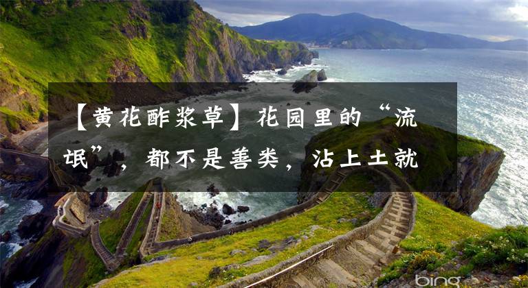 【黄花酢浆草】花园里的“流氓”，都不是善类，沾上土就除不掉