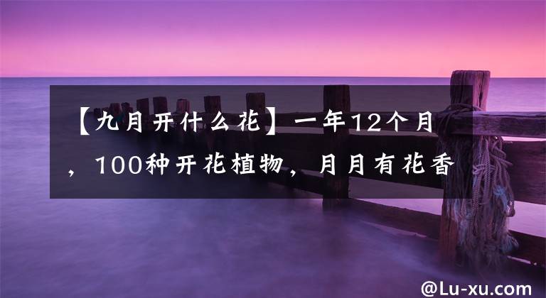 【九月开什么花】一年12个月，100种开花植物，月月有花香