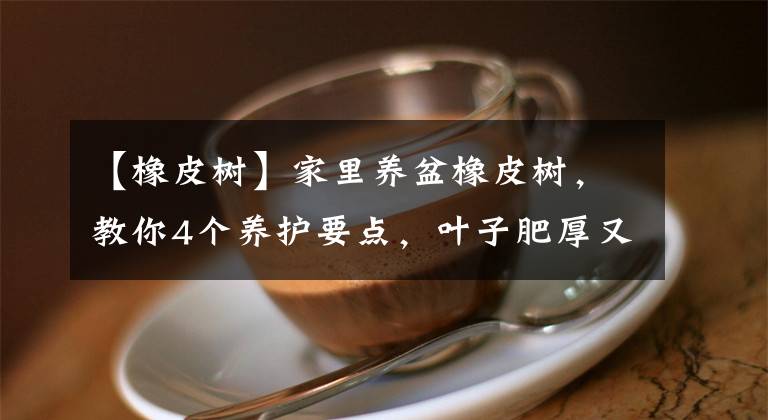 【橡皮树】家里养盆橡皮树，教你4个养护要点，叶子肥厚又浓绿