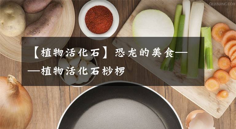 【植物活化石】恐龙的美食——植物活化石桫椤