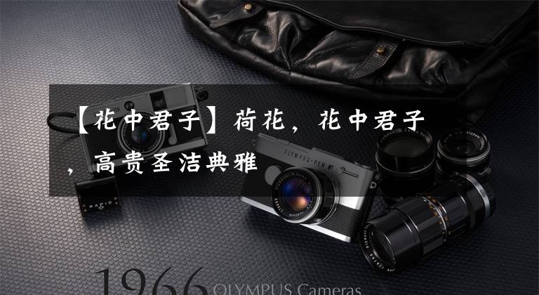 【花中君子】荷花，花中君子，高贵圣洁典雅