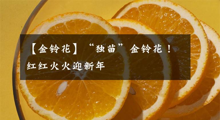 【金铃花】“独苗”金铃花！红红火火迎新年