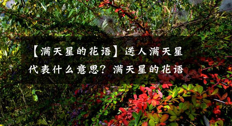 【满天星的花语】送人满天星代表什么意思？满天星的花语是什么？
