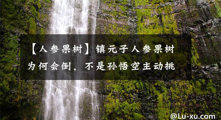 【人参果树】镇元子人参果树为何会倒，不是孙悟空主动挑衅，听清风明月说了啥
