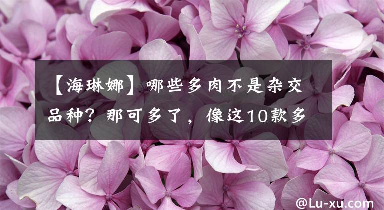 【海琳娜】哪些多肉不是杂交品种？那可多了，像这10款多肉就全是“原始种”