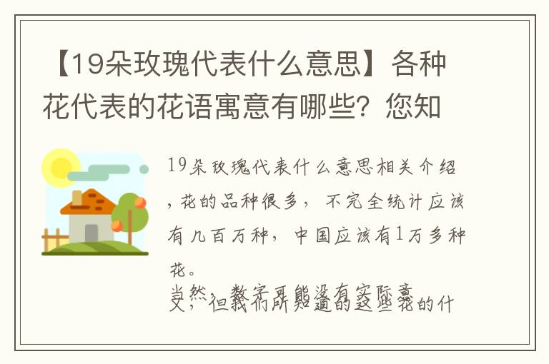 【19朵玫瑰代表什么意思】各种花代表的花语寓意有哪些？您知道多少呢