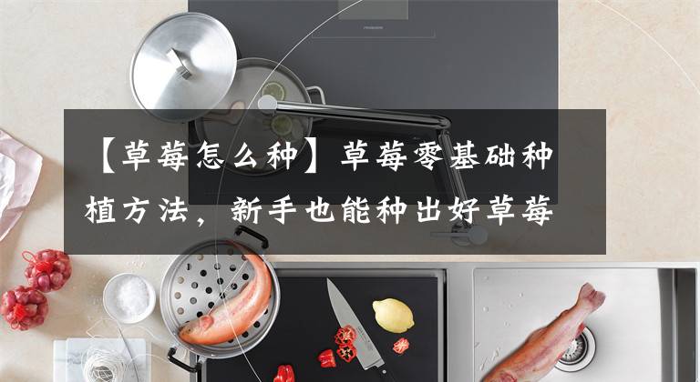 【草莓怎么种】草莓零基础种植方法，新手也能种出好草莓