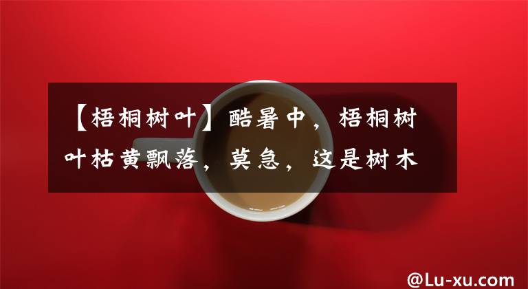【梧桐树叶】酷暑中，梧桐树叶枯黄飘落，莫急，这是树木防“中暑”自除余叶 | 晨镜头