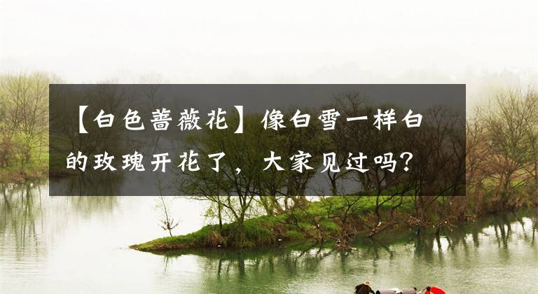 【白色蔷薇花】像白雪一样白的玫瑰开花了，大家见过吗？