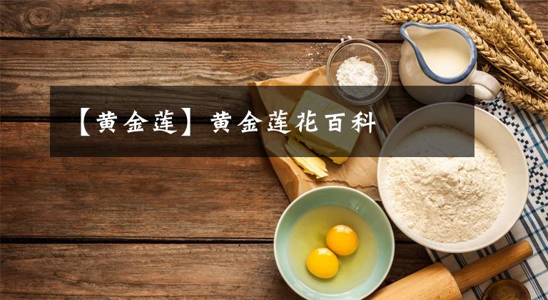 【黄金莲】黄金莲花百科