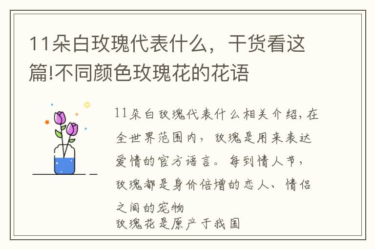 11朵白玫瑰代表什么，干货看这篇!不同颜色玫瑰花的花语
