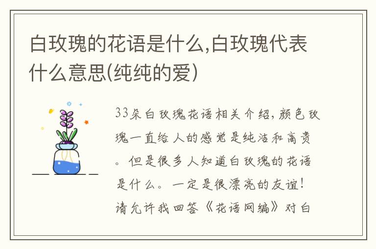 白玫瑰的花语是什么,白玫瑰代表什么意思(纯纯的爱)