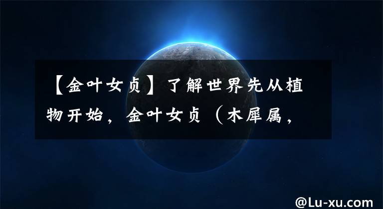 【金叶女贞】了解世界先从植物开始，金叶女贞（木犀属，女贞属）