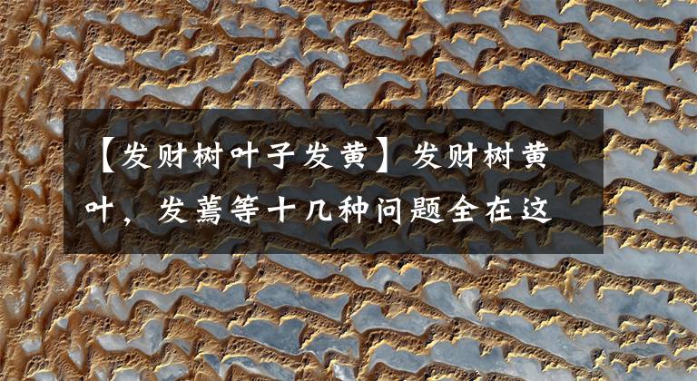 【发财树叶子发黄】发财树黄叶，发蔫等十几种问题全在这里了，让发财树蹭蹭的长