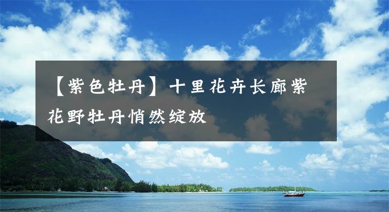 【紫色牡丹】十里花卉长廊紫花野牡丹悄然绽放