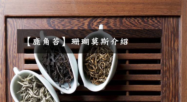 【鹿角苔】珊瑚莫斯介绍