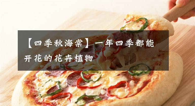 【四季秋海棠】一年四季都能开花的花卉植物