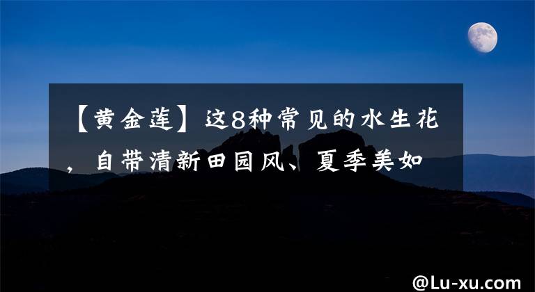 【黄金莲】这8种常见的水生花，自带清新田园风、夏季美如图画