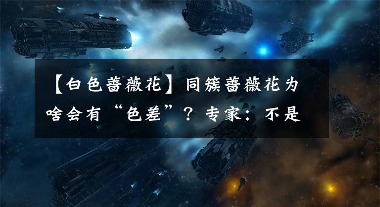 【白色蔷薇花】同簇蔷薇花为啥会有“色差”？专家：不是没“墨”了，是褪色了