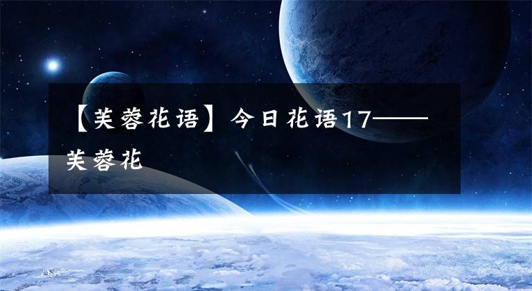 【芙蓉花语】今日花语17——芙蓉花