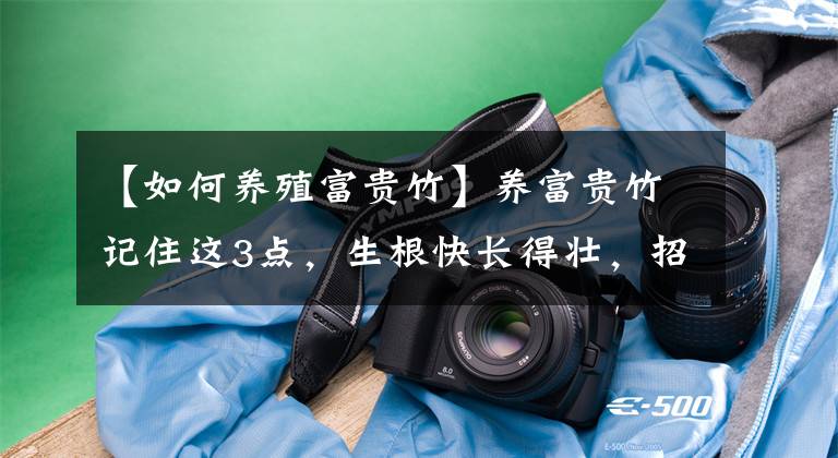 【如何养殖富贵竹】养富贵竹记住这3点，生根快长得壮，招财又进宝