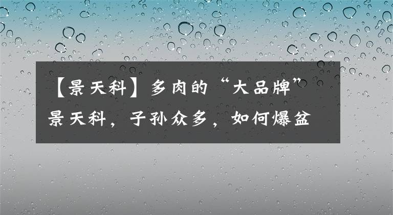 【景天科】多肉的“大品牌”景天科，子孙众多，如何爆盆多？