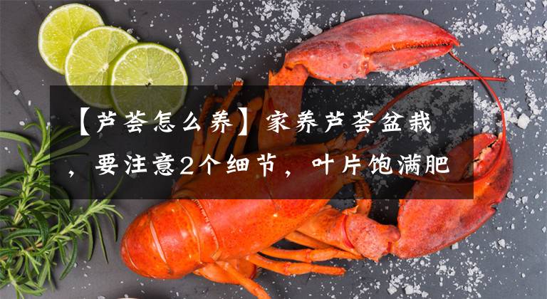 【芦荟怎么养】家养芦荟盆栽，要注意2个细节，叶片饱满肥厚，小崽长出很多