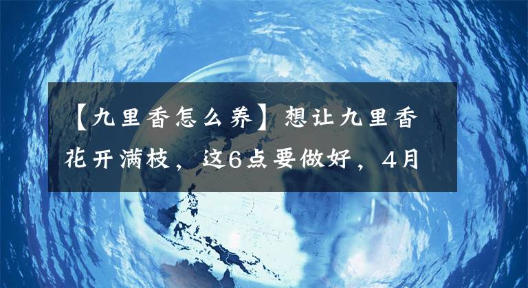 【九里香怎么养】想让九里香花开满枝，这6点要做好，4月后一直开花