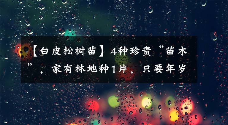 【白皮松树苗】4种珍贵“苗木”，家有林地种1片，只要年岁好，就能“大捞一笔”