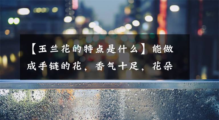 【玉兰花的特点是什么】能做成手链的花，香气十足，花朵秀气端庄，开花超美