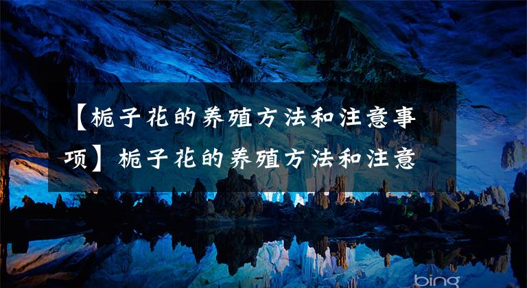 【栀子花的养殖方法和注意事项】栀子花的养殖方法和注意事项，分季节浇水，开花多，香味浓