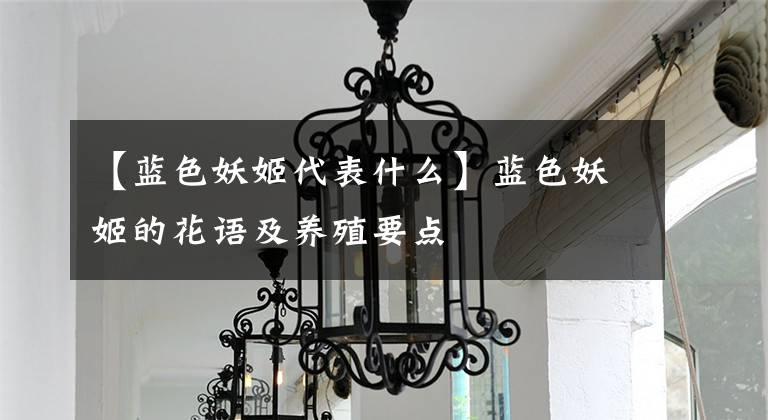 【蓝色妖姬代表什么】蓝色妖姬的花语及养殖要点