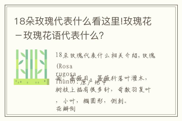 18朵玫瑰代表什么看这里!玫瑰花－玫瑰花语代表什么？