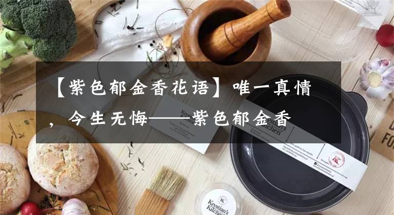 【紫色郁金香花语】唯一真情，今生无悔——紫色郁金香