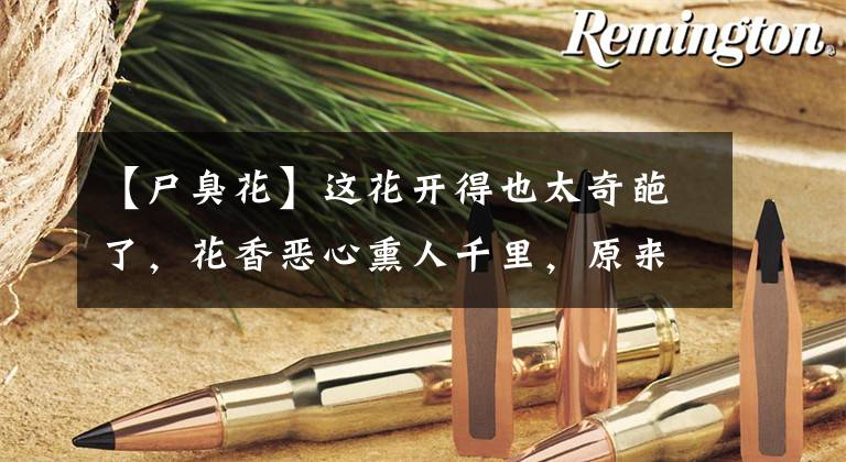 【尸臭花】这花开得也太奇葩了，花香恶心熏人千里，原来是为了这件事
