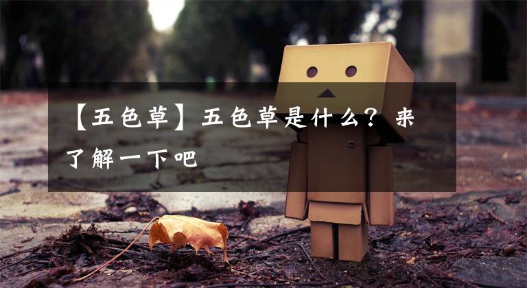 【五色草】五色草是什么？来了解一下吧