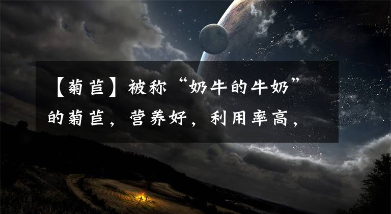 【菊苣】被称“奶牛的牛奶”的菊苣，营养好，利用率高，种一次能割15年