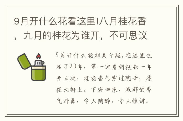 9月开什么花看这里!八月桂花香，九月的桂花为谁开，不可思议的是一年连续开三次