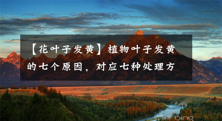 【花叶子发黄】植物叶子发黄的七个原因，对应七种处理方法，叶子绿油油心情美丽