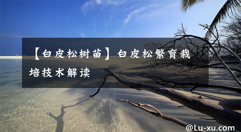 【白皮松树苗】白皮松繁育栽培技术解读