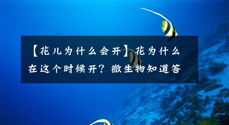 【花儿为什么会开】花为什么在这个时候开？微生物知道答案