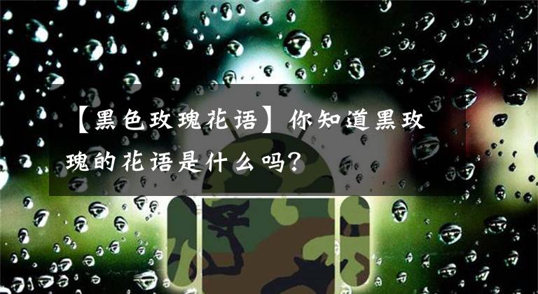 【黑色玫瑰花语】你知道黑玫瑰的花语是什么吗？