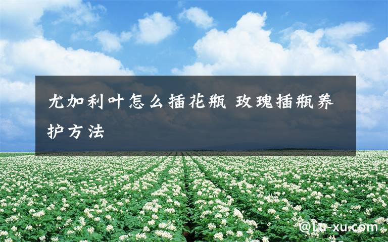 尤加利叶怎么插花瓶 玫瑰插瓶养护方法