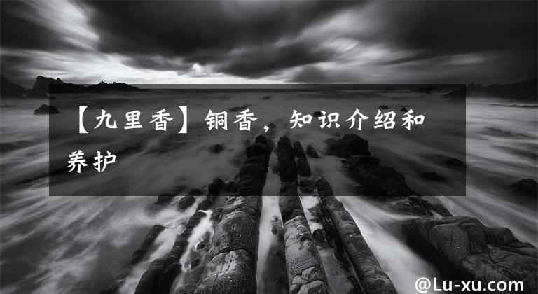 【九里香】铜香，知识介绍和养护
