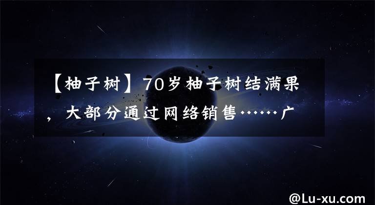 【柚子树】70岁柚子树结满果，大部分通过网络销售……广安龙安柚将迎“丰收季”