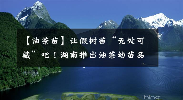 【油茶苗】让假树苗“无处可藏”吧！湖南推出油茶幼苗品种DNA快速鉴定技术