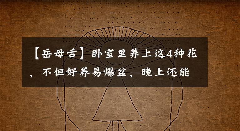 【岳母舌】卧室里养上这4种花，不但好养易爆盆，晚上还能助睡眠