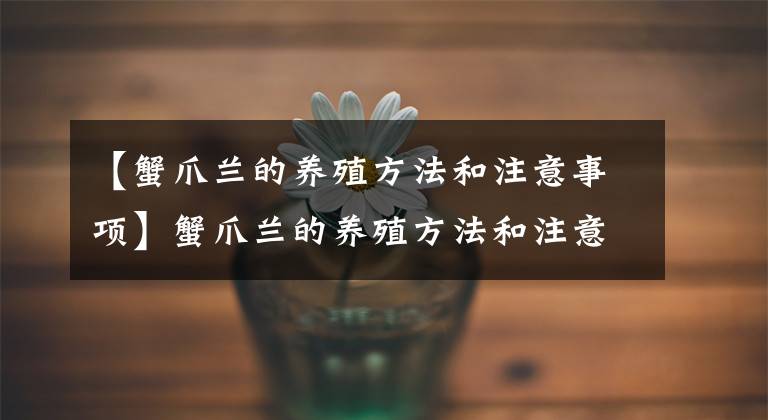 【蟹爪兰的养殖方法和注意事项】蟹爪兰的养殖方法和注意事项，简单4步，开出漂亮“吉祥花”